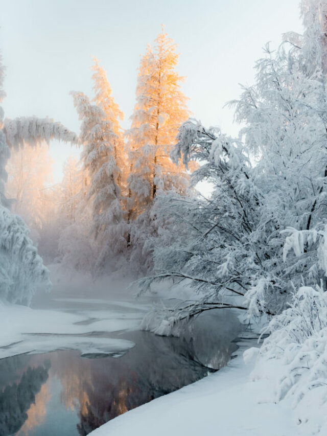 Coldest winter trees covered with snow at sunset still river